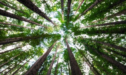 ¿Y si los árboles no fueran una solución milagrosa contra el cambio climático?