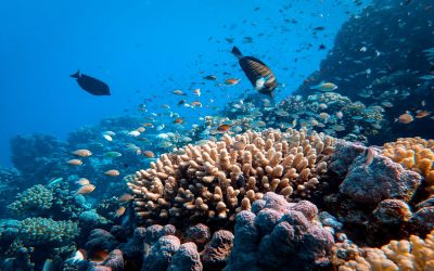 ¿Corales resistentes al cambio climático?