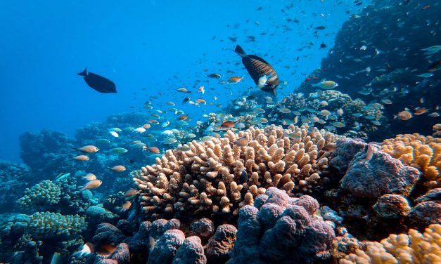 ¿Corales resistentes al cambio climático?