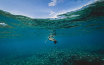 La salud de los océanos: más allá de la basura