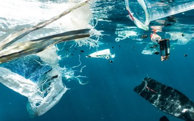 ¿Está el plástico favoreciendo nuevas comunidades de seres vivos en el océano?