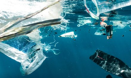 ¿Está el plástico favoreciendo nuevas comunidades de seres vivos en el océano?